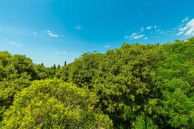 Hedera Estate - Kono Area
