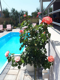 Villa Petra