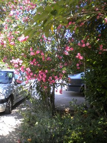 Apartments Lastavica