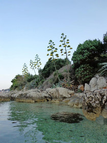 House Dobrila