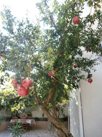 Apartments Cordis