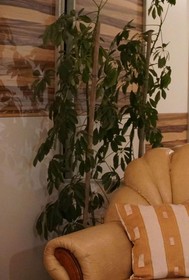 Duplex Apartment Tinel