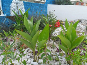 Apartments Nena