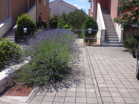 Apartments Danica