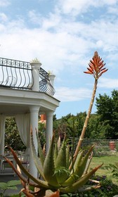 Villa Mandolina Apartments