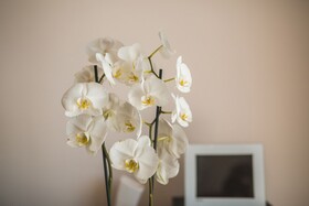 Villa Diosa De La Aurora