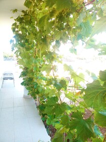 Villa Novalja Katarina