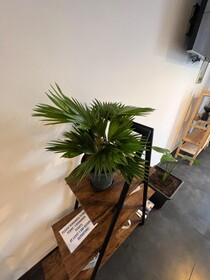 Apartments Jakov and Antonia