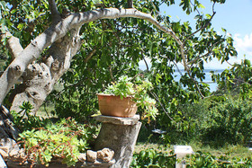 House Tonci