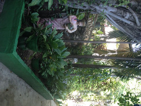 Hotel Oloffson