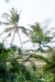 Planta Luxury Villa
