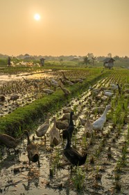 Sotis Villa Canggu