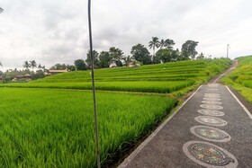 Uma Sari Rice Terrace