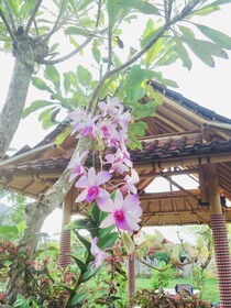 Sriwedari House Keramas