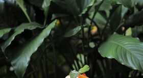 GrandMas Plus Hotel Legian