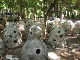 Alila Manggis