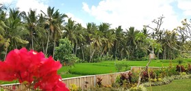 Green Coconut Cottage
