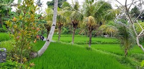 Green Coconut Cottage