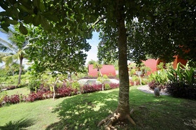 Jungle Paradise