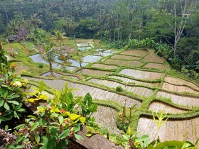 Adiwana Dara Ayu