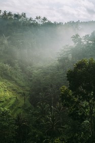 Buahan, A Banyan Tree Escape