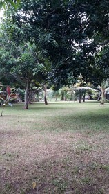 Medori Putih Homestay