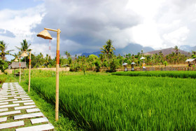 Umma Bali Menjangan