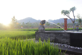 Umma Bali Menjangan
