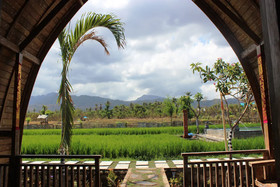 Umma Bali Menjangan
