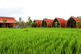 Umma Bali Menjangan