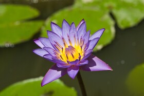 Cicada Luxury Townhouses