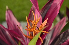 Villa Lilly