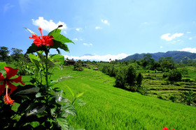 Abian Ayu Villa