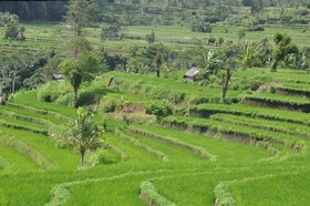 Uma Agung Villa & Spa