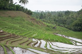 Bali Lush