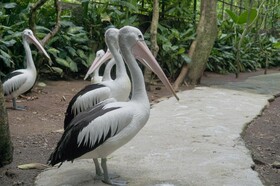 Shibui Garden Bungalows and Restaurant