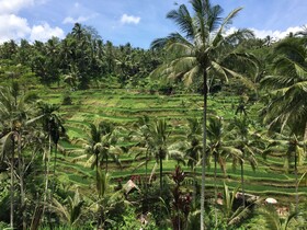 Ubud Sawah Scenery Villa and Homestay