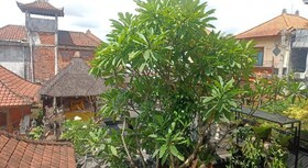 Arjuna Homestay Ubud