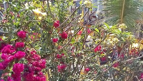 Arjuna Homestay Ubud