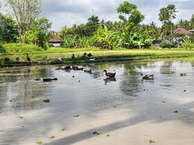 As I Am Ubud Retreat