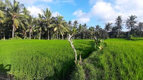 As I Am Ubud Retreat