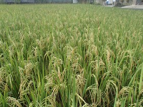 Askara Guest House & Hostel