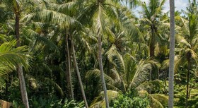 Komaneka at Rasa Sayang