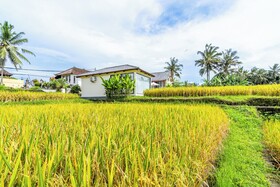 Rice Field Villa