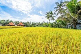Rice Field Villa