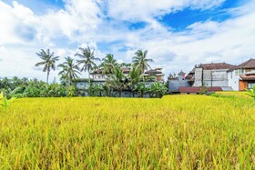 Rice Field Villa