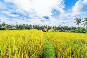 Rice Field Villa
