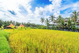 Rice Field Villa