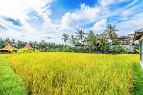 Rice Field Villa