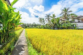 Rice Field Villa